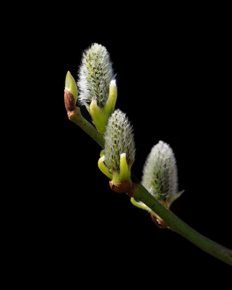 Photograph by Витковский Андрей