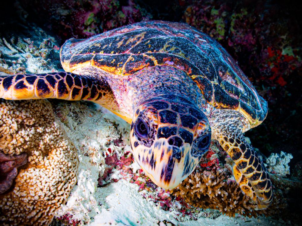 Photograph by Alexander Plakida