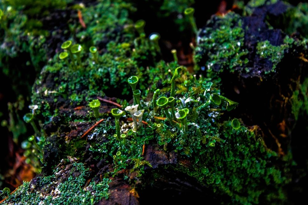 Photograph by Robbert van Oosten