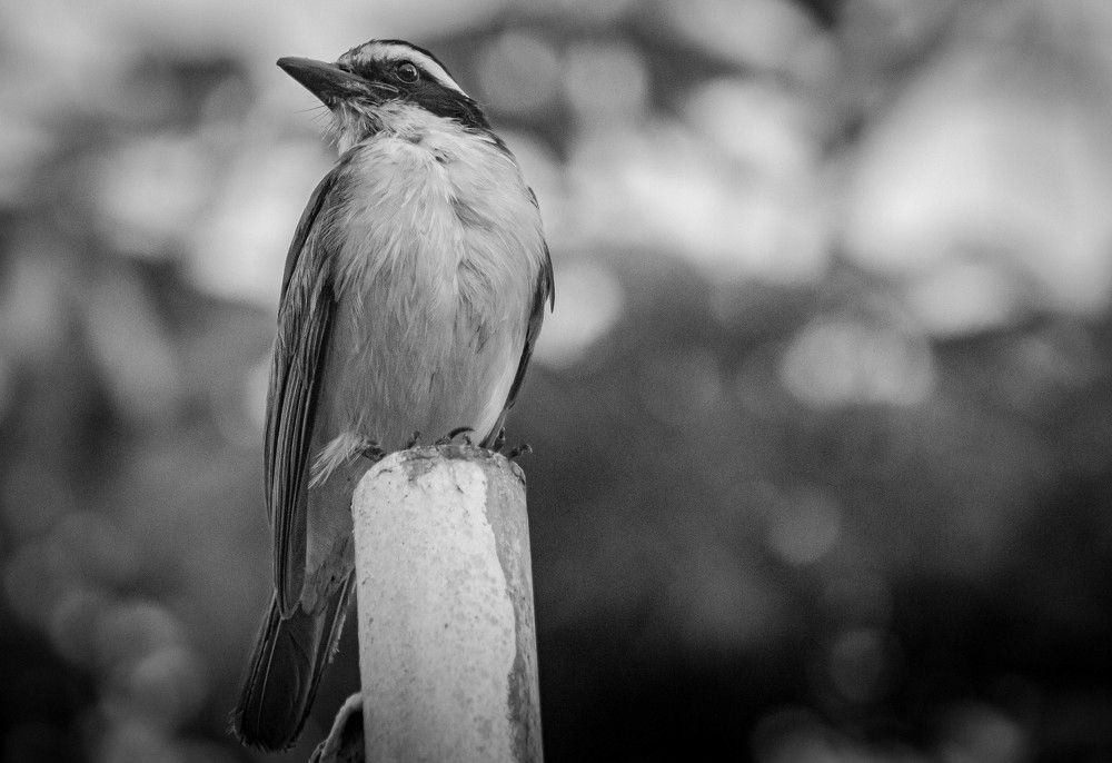 Photograph by Mariana Oliveira de Sousa