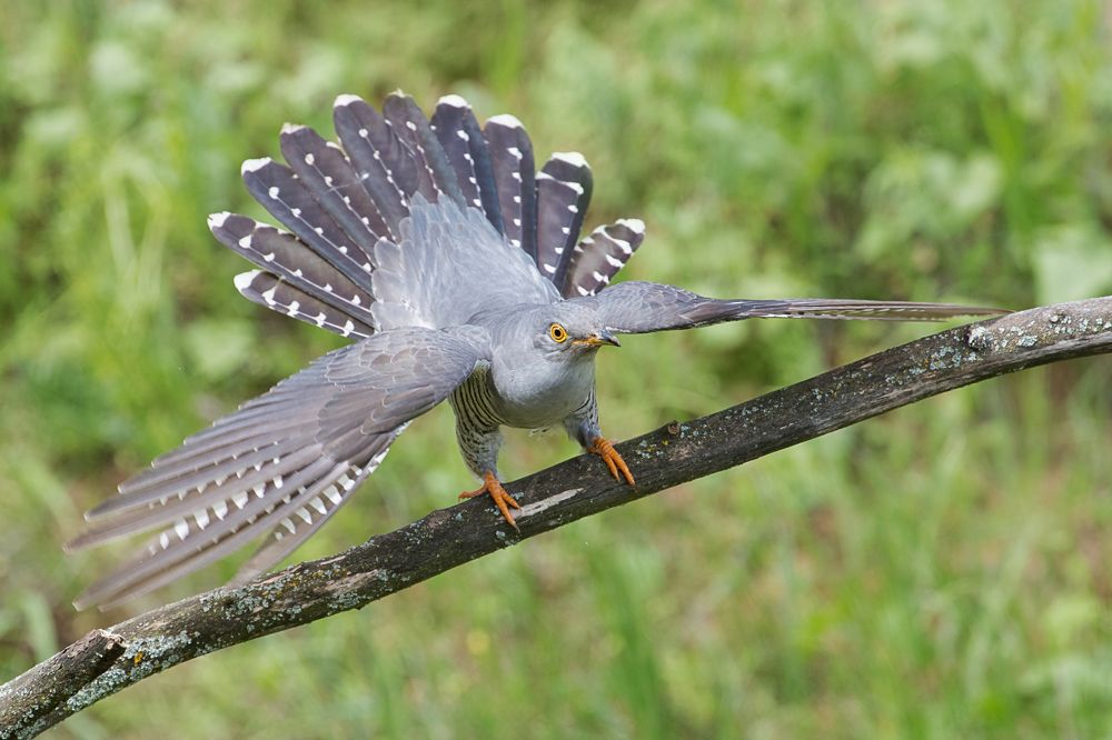 Photograph by Роман Тетерук