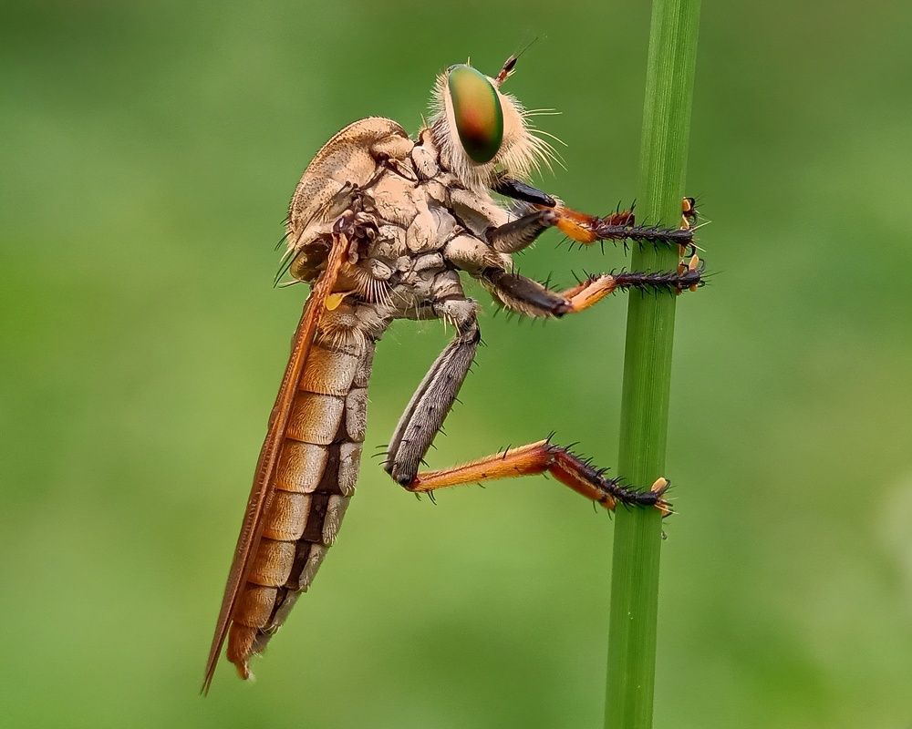 Robberfly