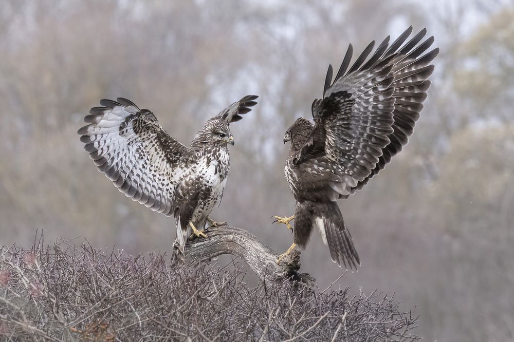 Fighting buzzards