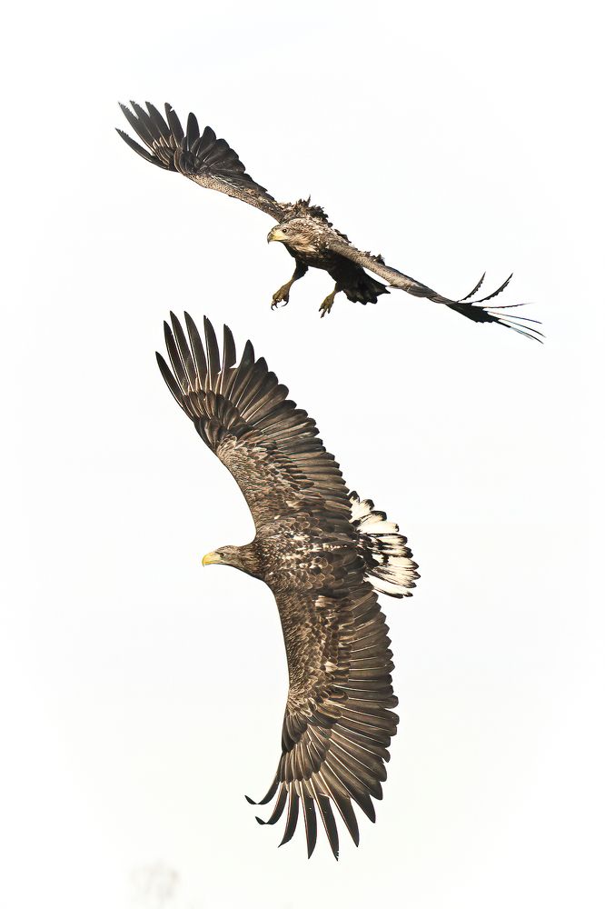 Photograph by Csaba Tokolyi