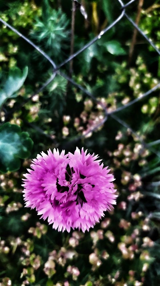 Photograph by Алина Рачковская