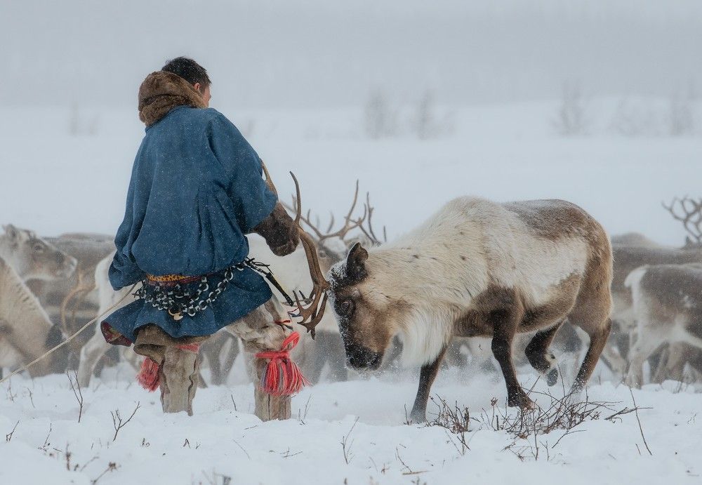 Дети тундры