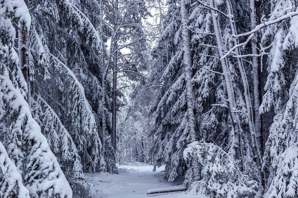 Photograph by Наталия Гриднёва