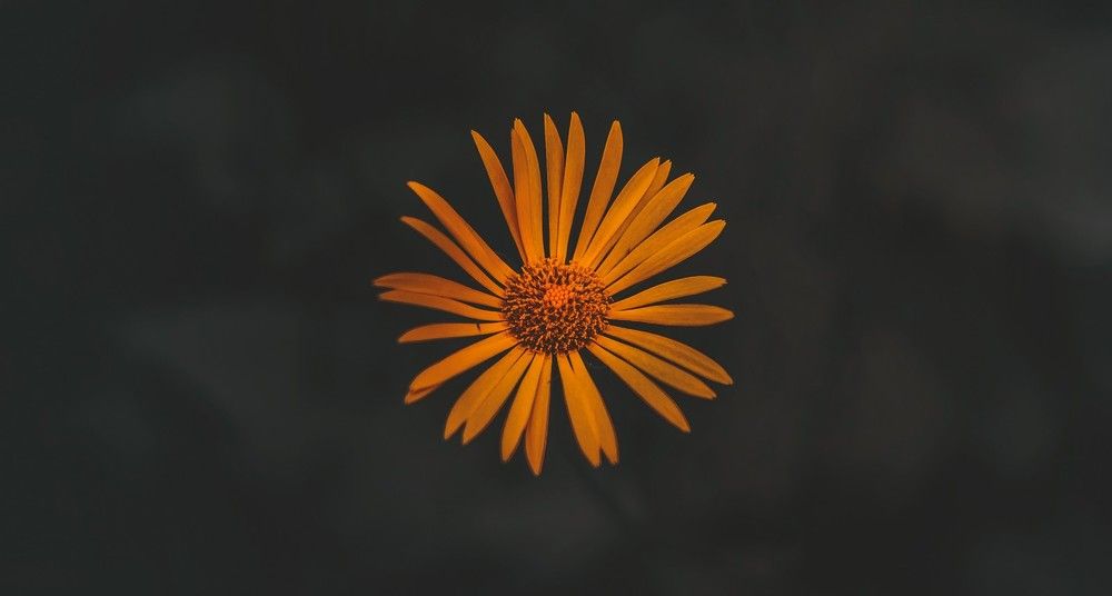 Photograph by Denis Romanov