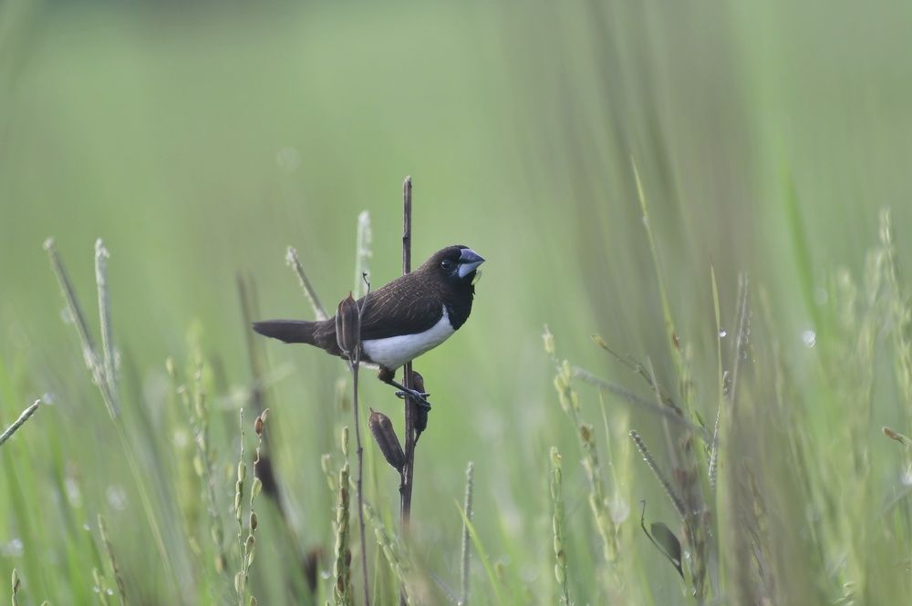 Photograph by Faisal Fasaludeen