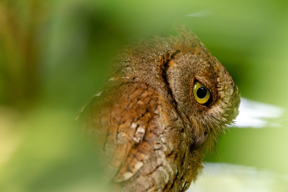 Owl Closeup