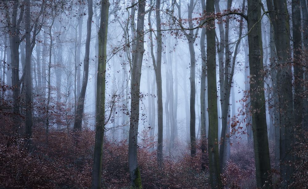 Туманный лес.