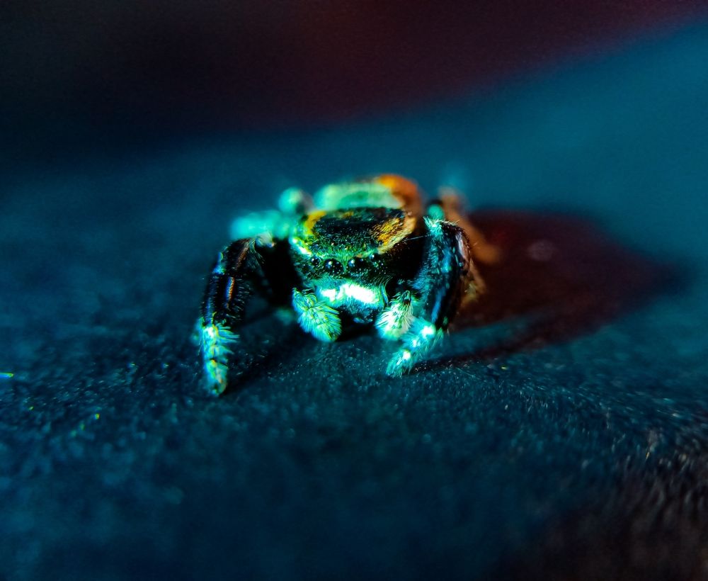 Photograph by Souvik Bhattacharyya