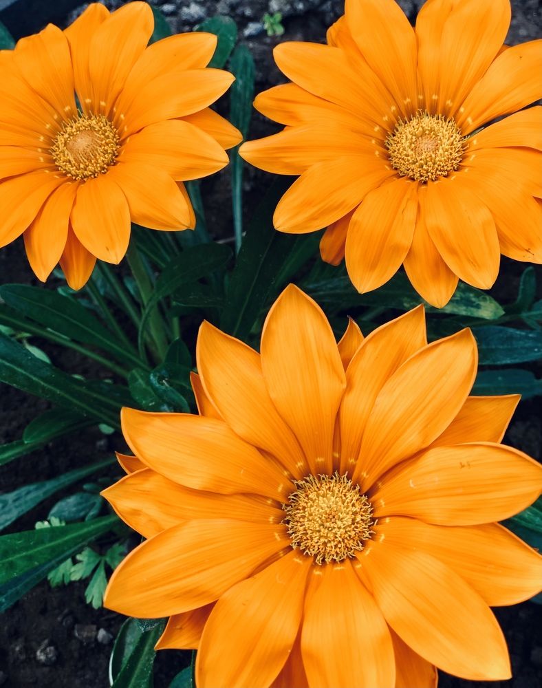 Три солнца.