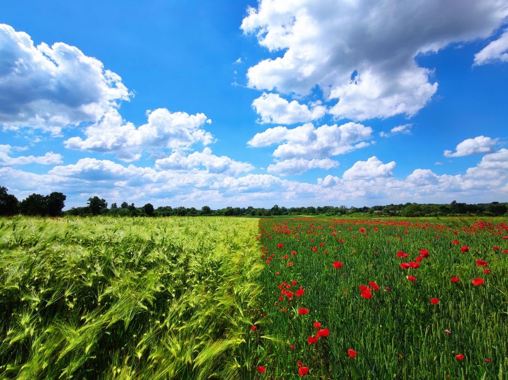 Photograph by Инна Макарчук