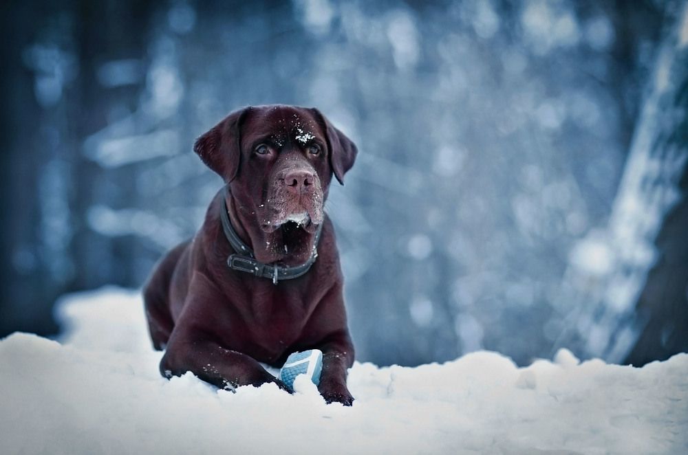 Мои лабрадоры