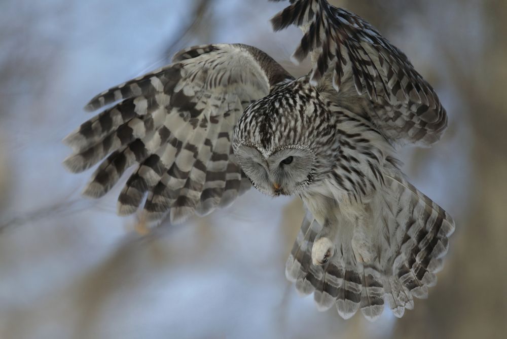 Неясыть длиннохвостая