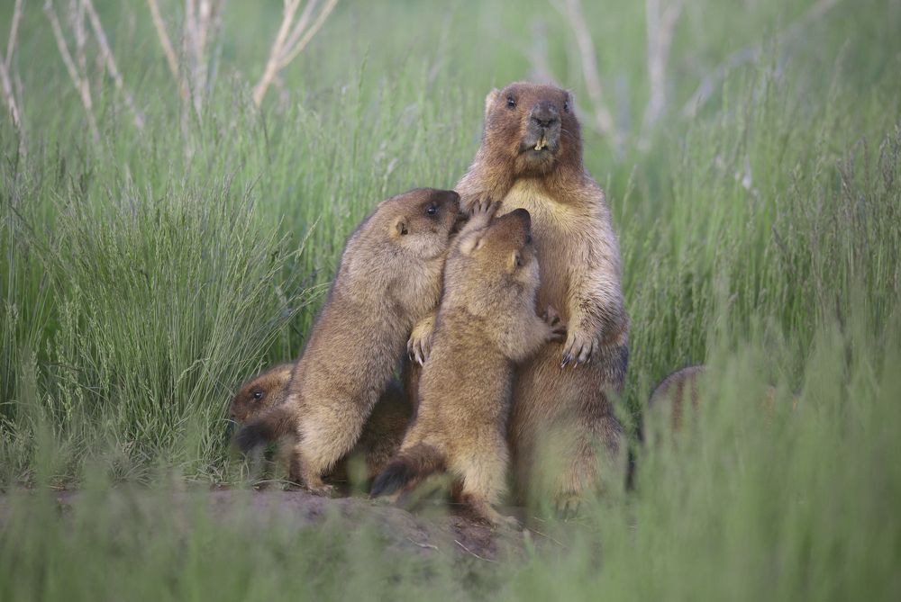 Photograph by Джамалдаев Руслан