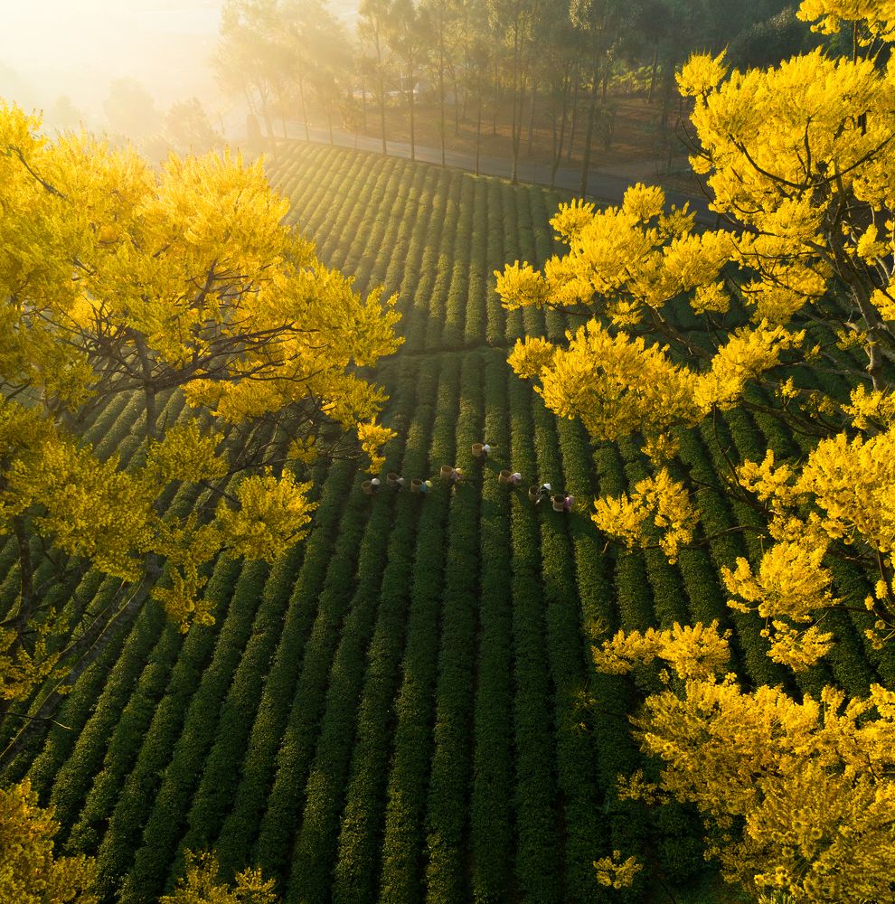 Early spring tea harvest