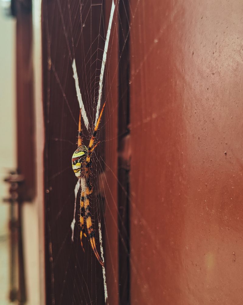 Spider hold