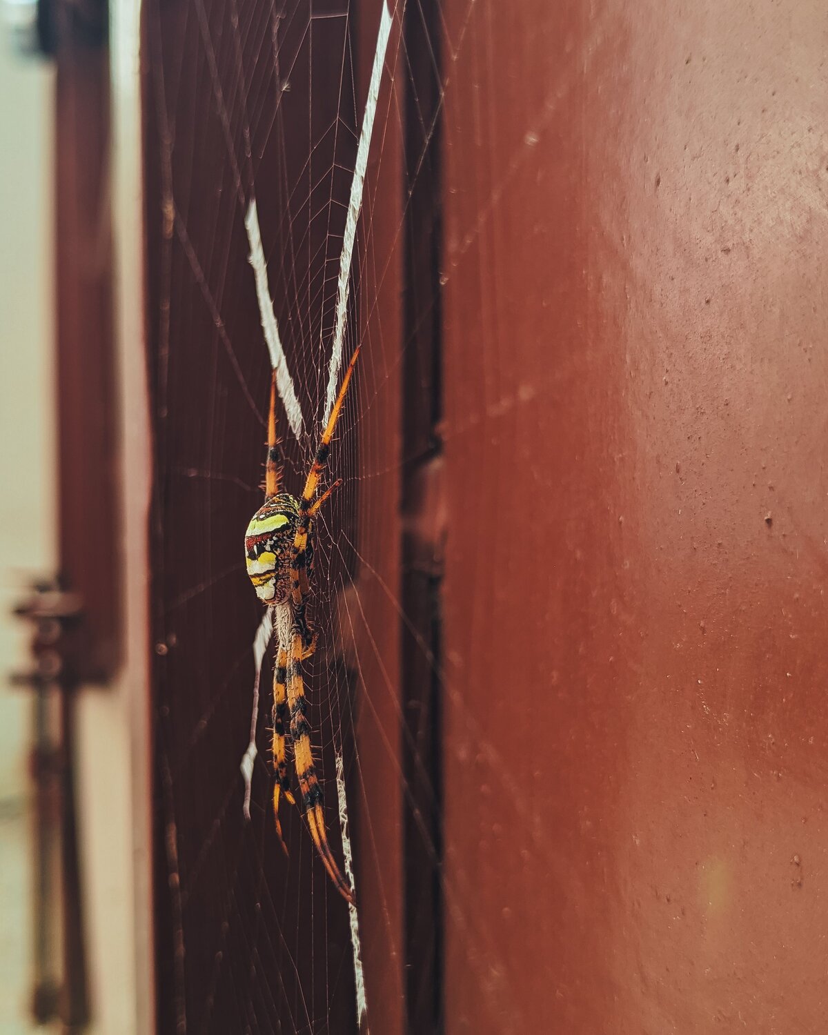 Spider hold