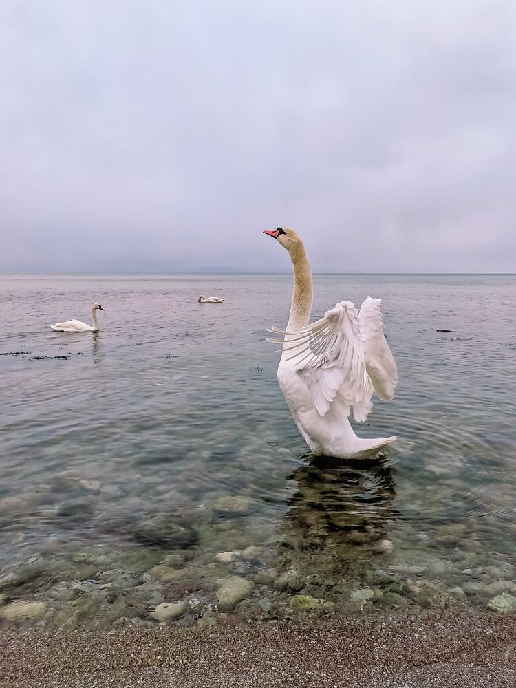 Photograph by Милородова Наталья