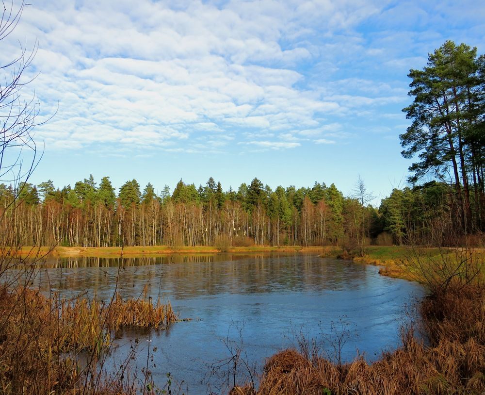 У замерзающего пруда