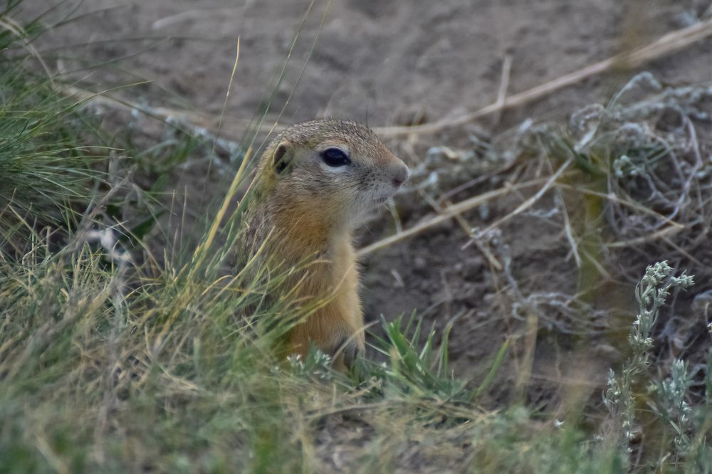 Полевая собачка наблюдатель ...