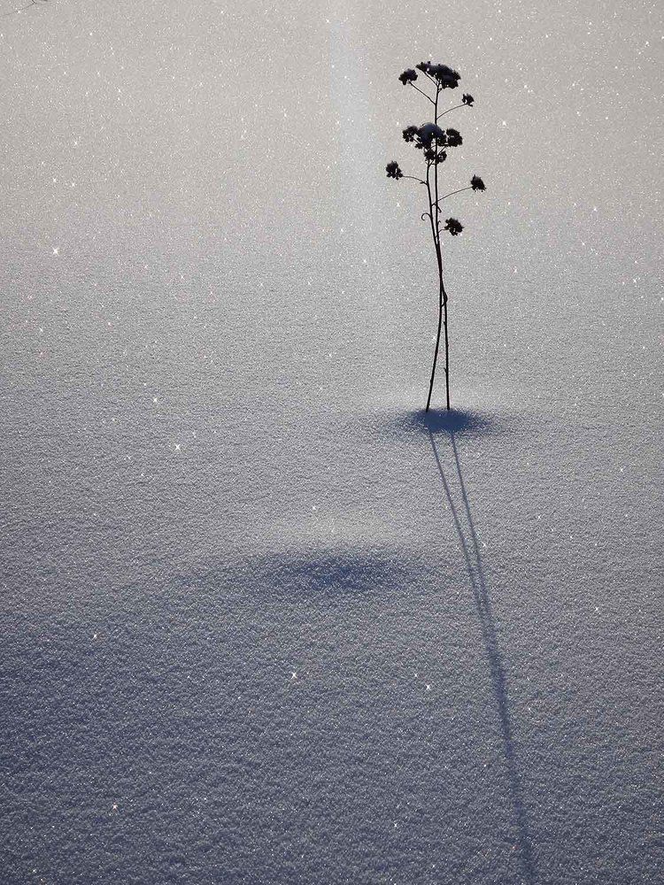 Photograph by Игорь Пшеничников