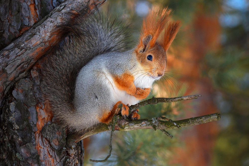 "В морозный полдень"
