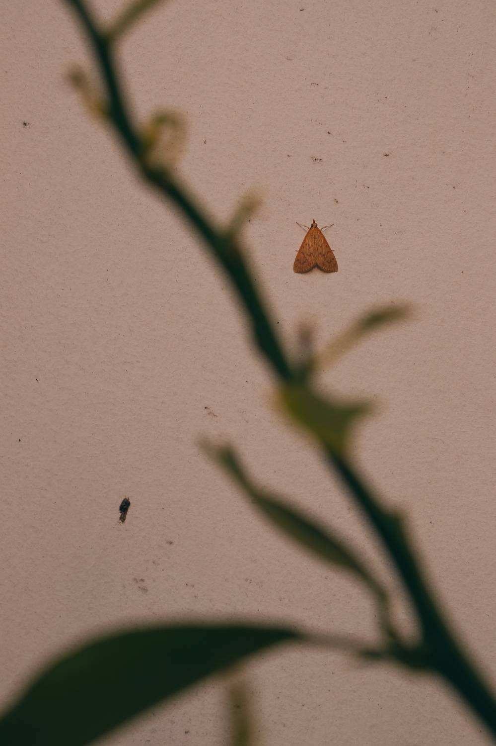Photo #7178166