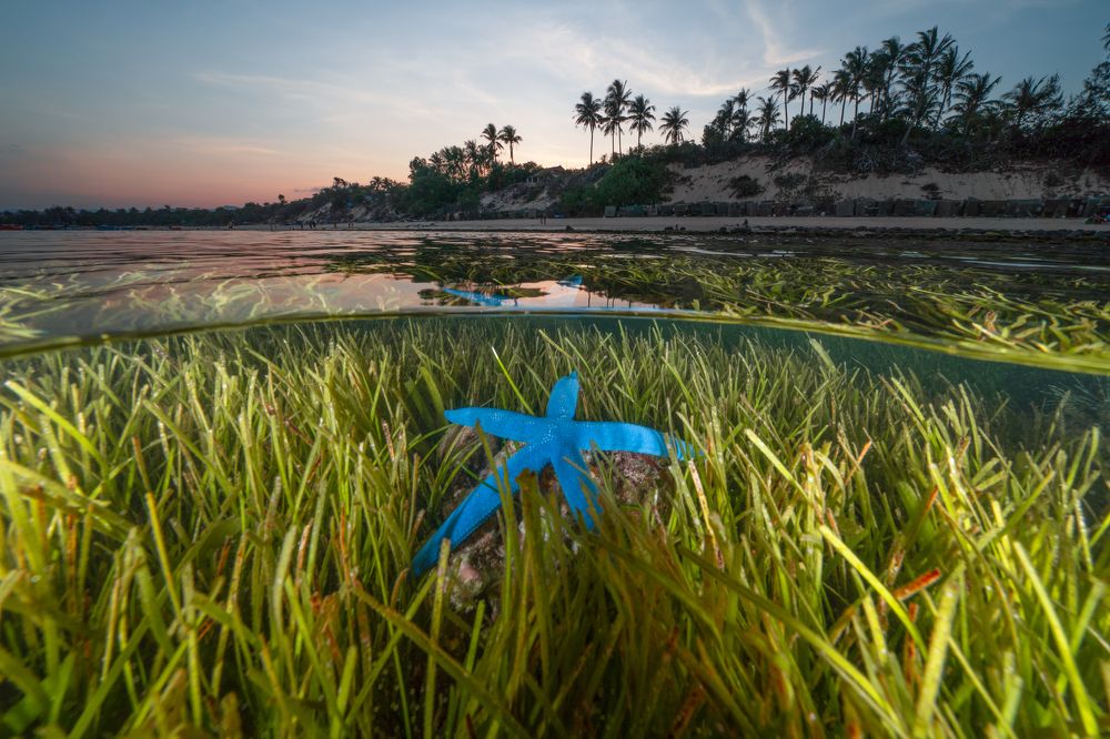 Hon Yen seagrass meadow