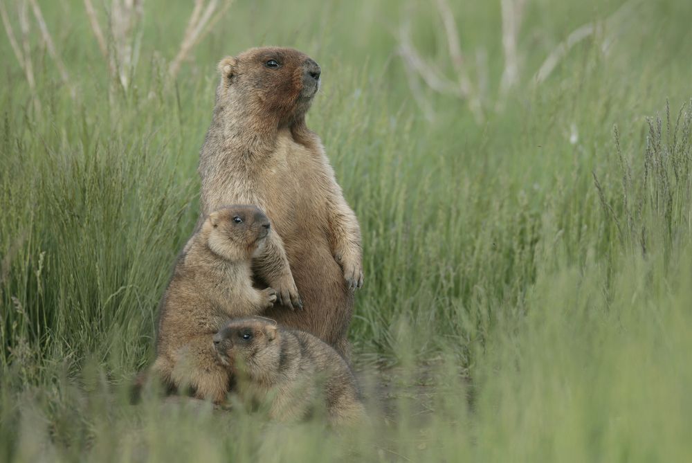Photograph by Джамалдаев Руслан