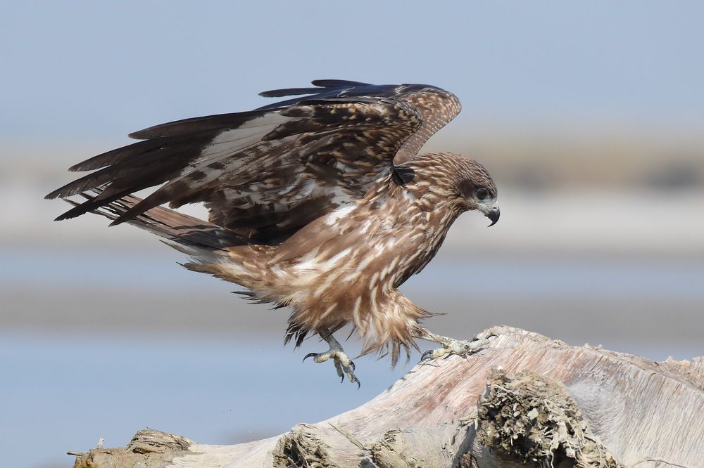 Photograph by Shankha Debnath