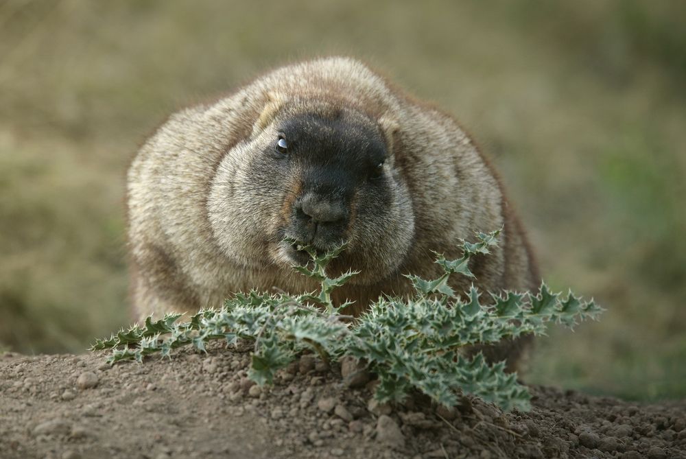 Photograph by Джамалдаев Руслан