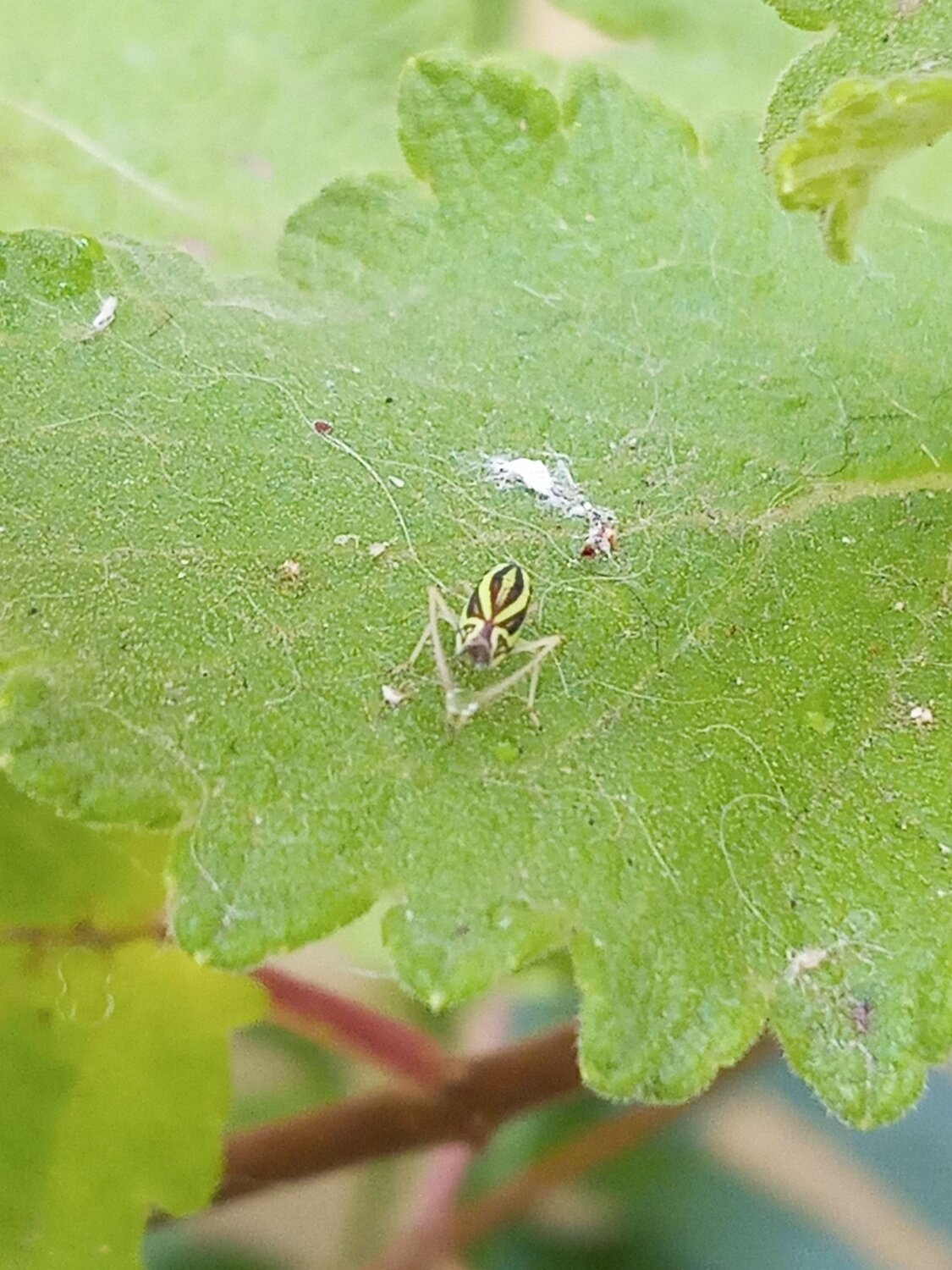 Sibovia sagata feeding itself