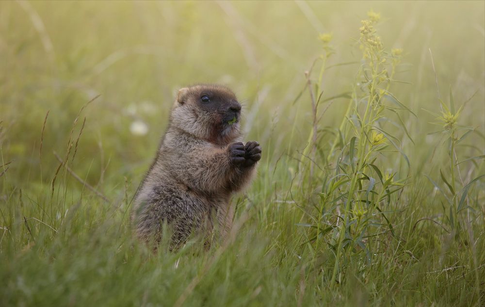 Photograph by Джамалдаев Руслан