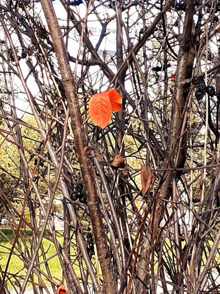 Photograph by Евгения Ульянова