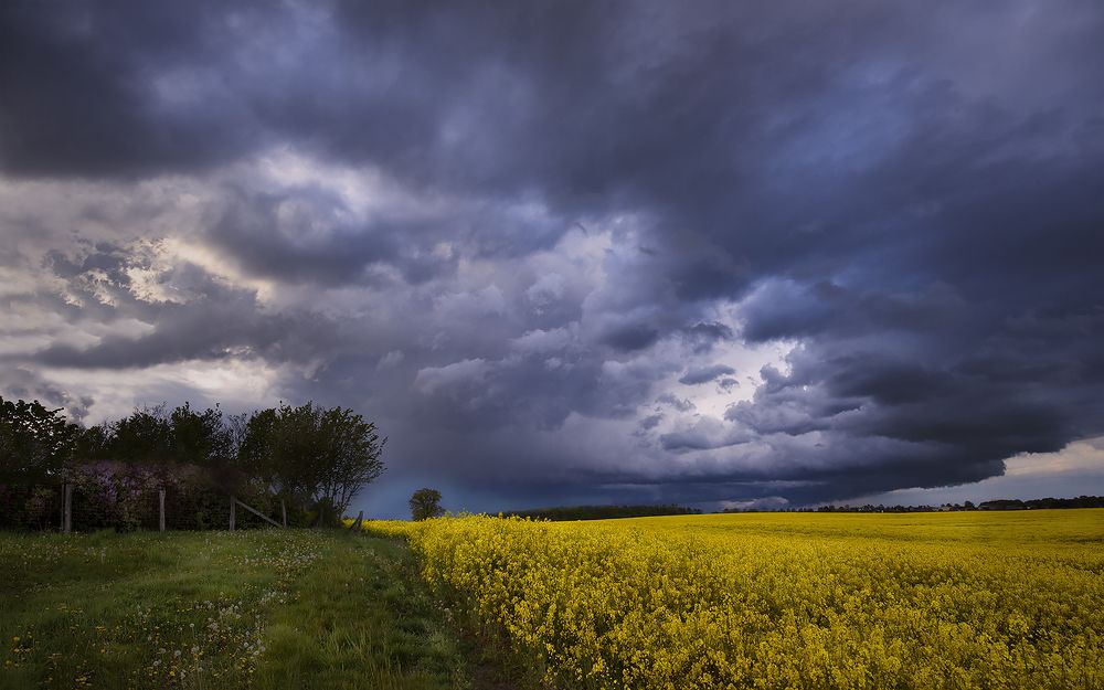 Цветущий рапс