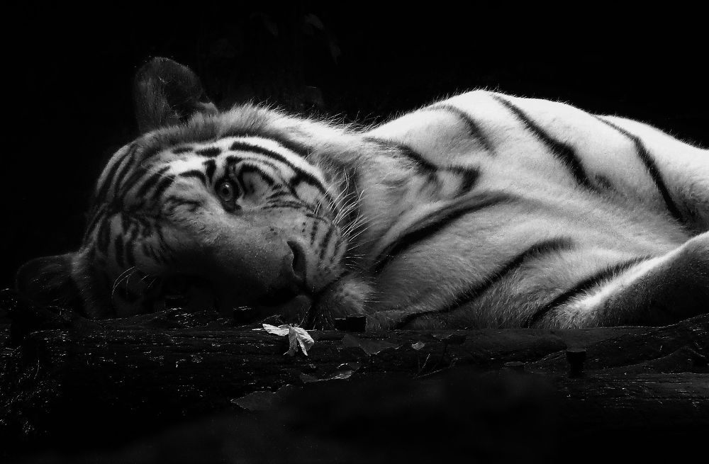 Photograph by Vincent PICCIOTTO