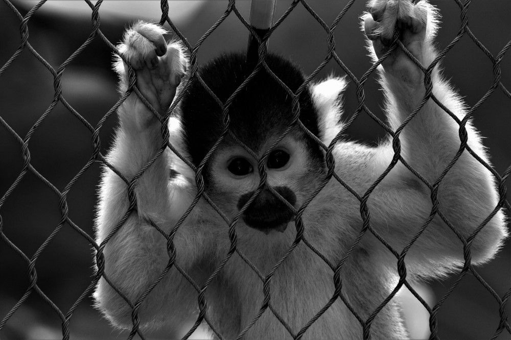 Photograph by Vincent PICCIOTTO