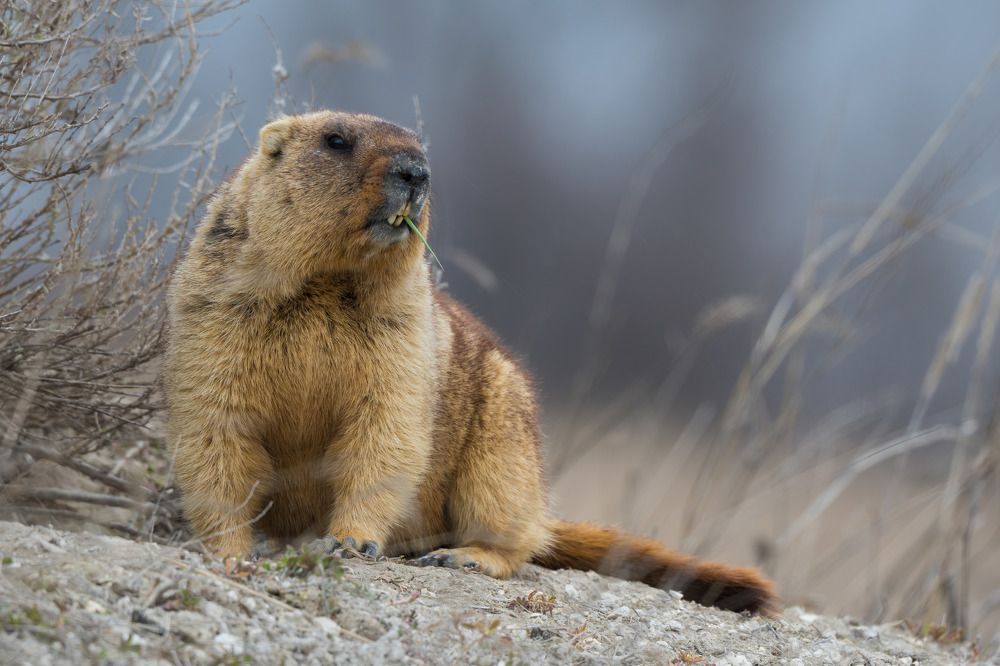 Photograph by Антон Мостовенко