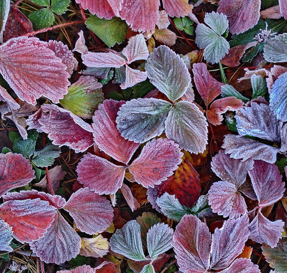 Photograph by Sergei Petrov