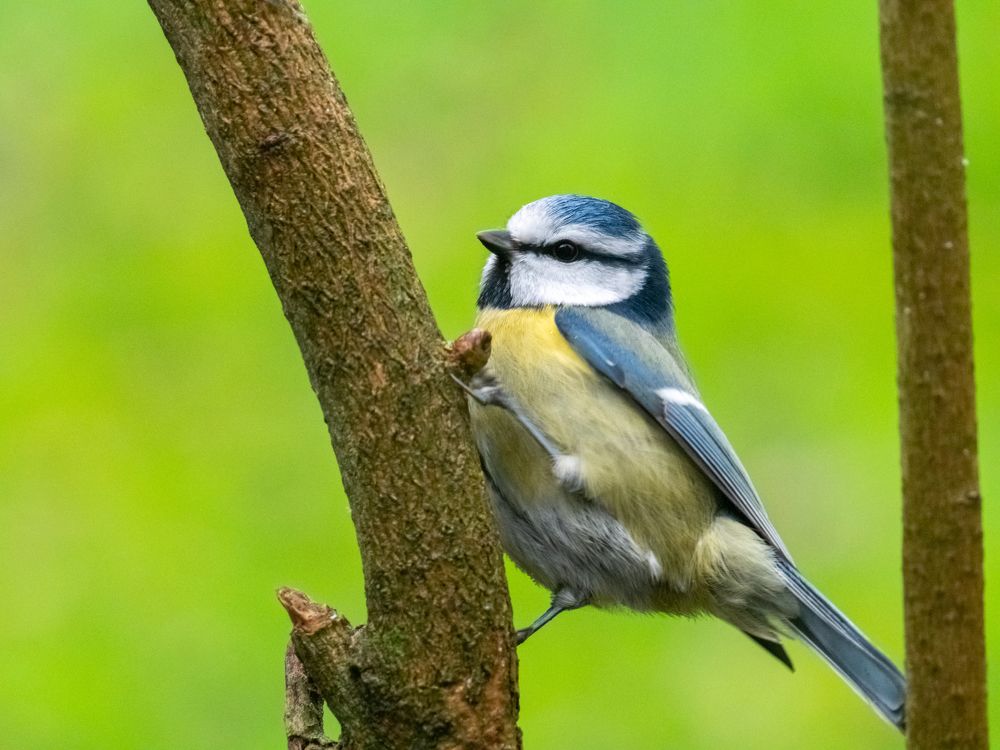 Photograph by Vincent PICCIOTTO