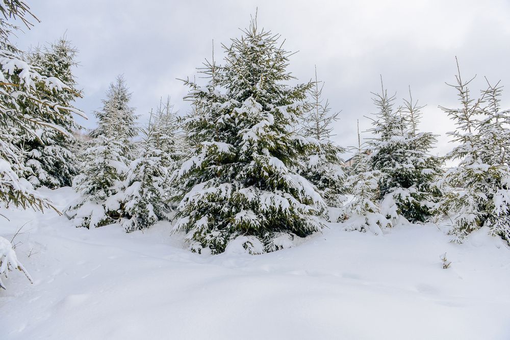 Photograph by Яна Украинец