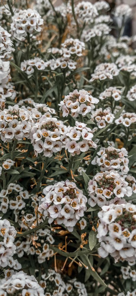 Photograph by Ирина Лузянина