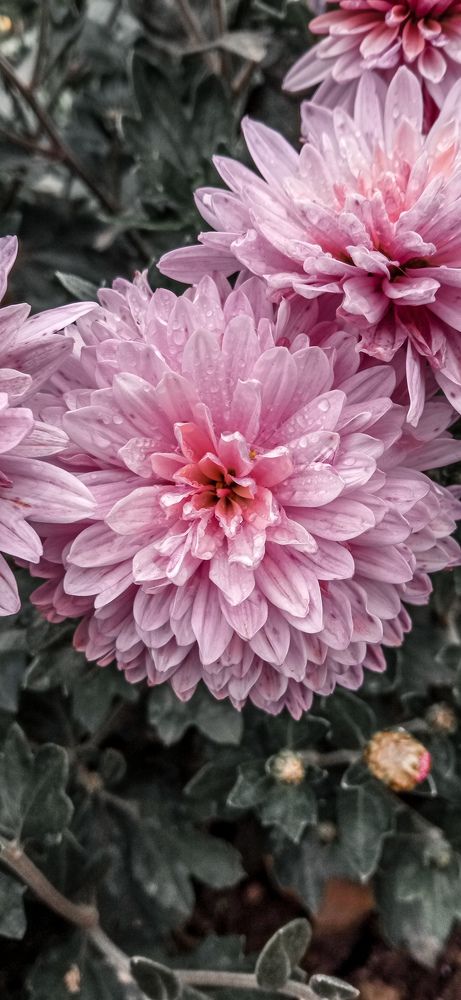 Photograph by Ирина Лузянина