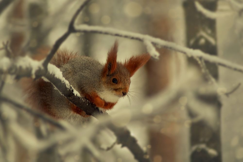 Photograph by Алексей Литвинов