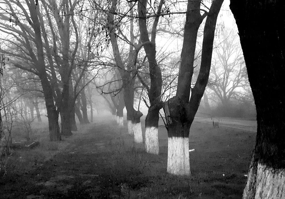 Photograph by Остапчук Ольга