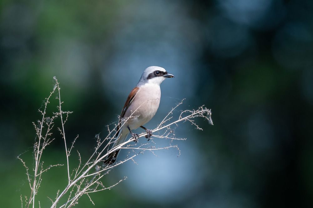 Сорокопут-жулан / Red-backed shrike / Lanius Collurio
