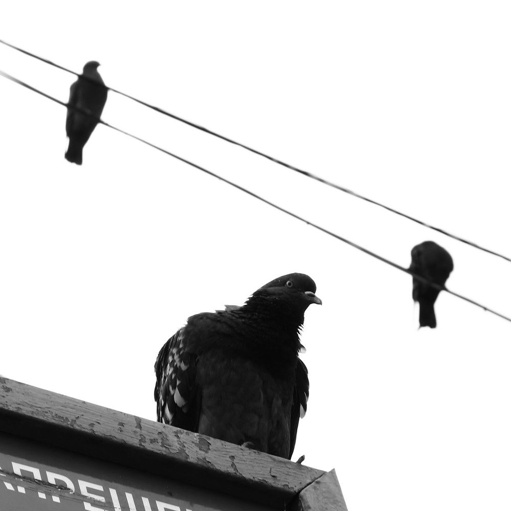 Photograph by Юлия Алпатова